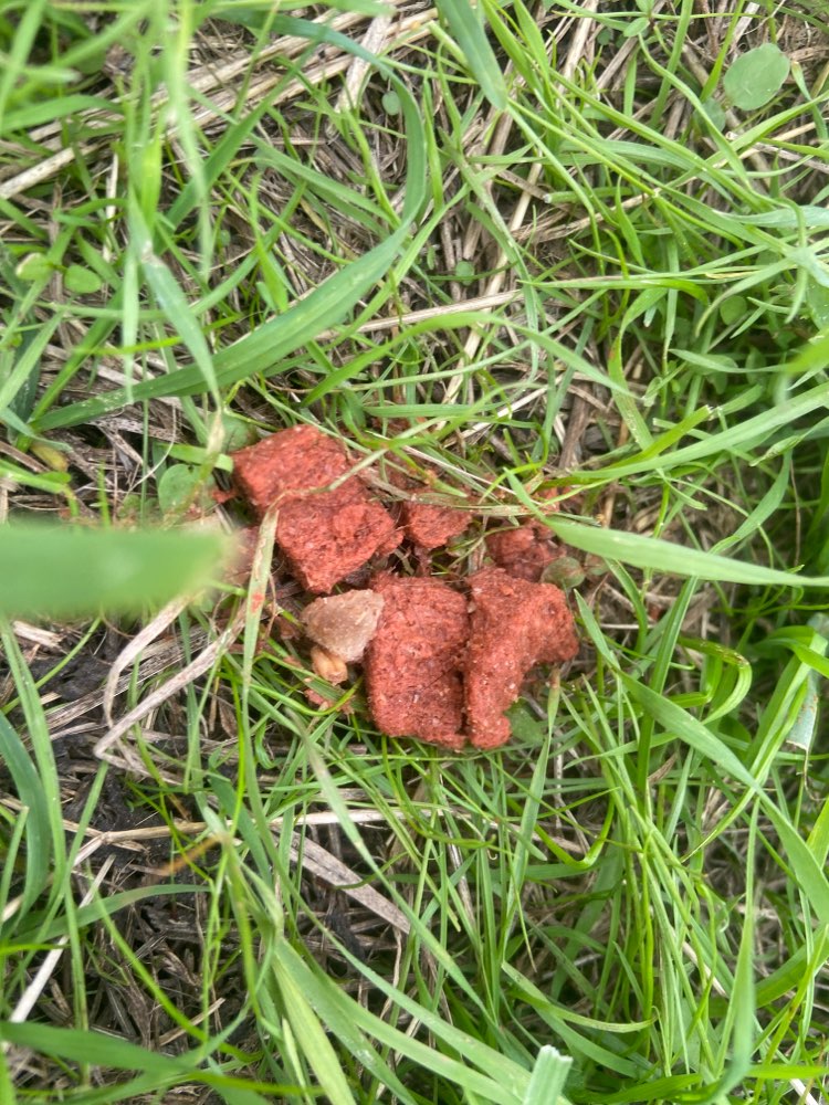 Giftköder-Evtl. Giftköder-Profilbild