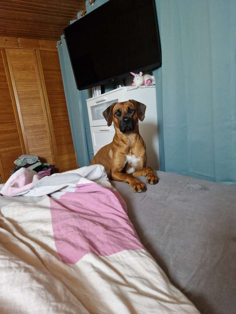 Hundetreffen-Suche neuen Freunde zum Gassi gehen-Profilbild