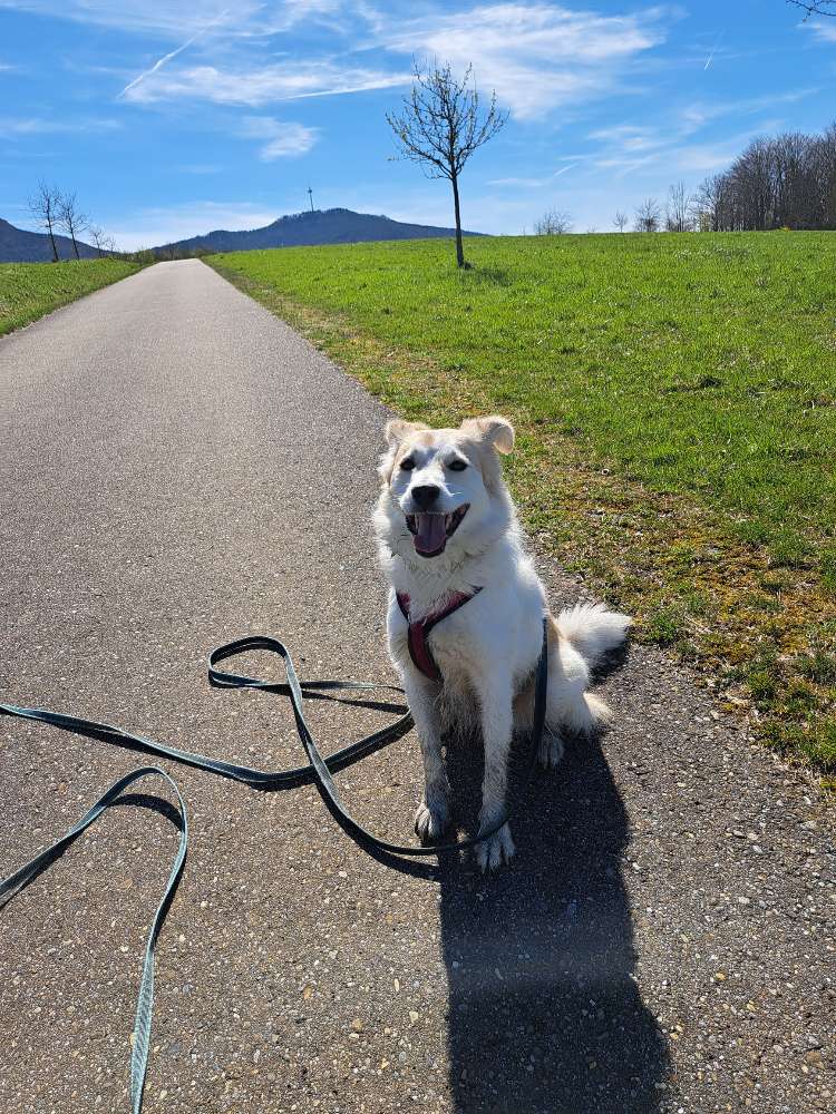 Hundetreffen-Hundebegegnungen üben / zusammen Gassi gehen-Profilbild