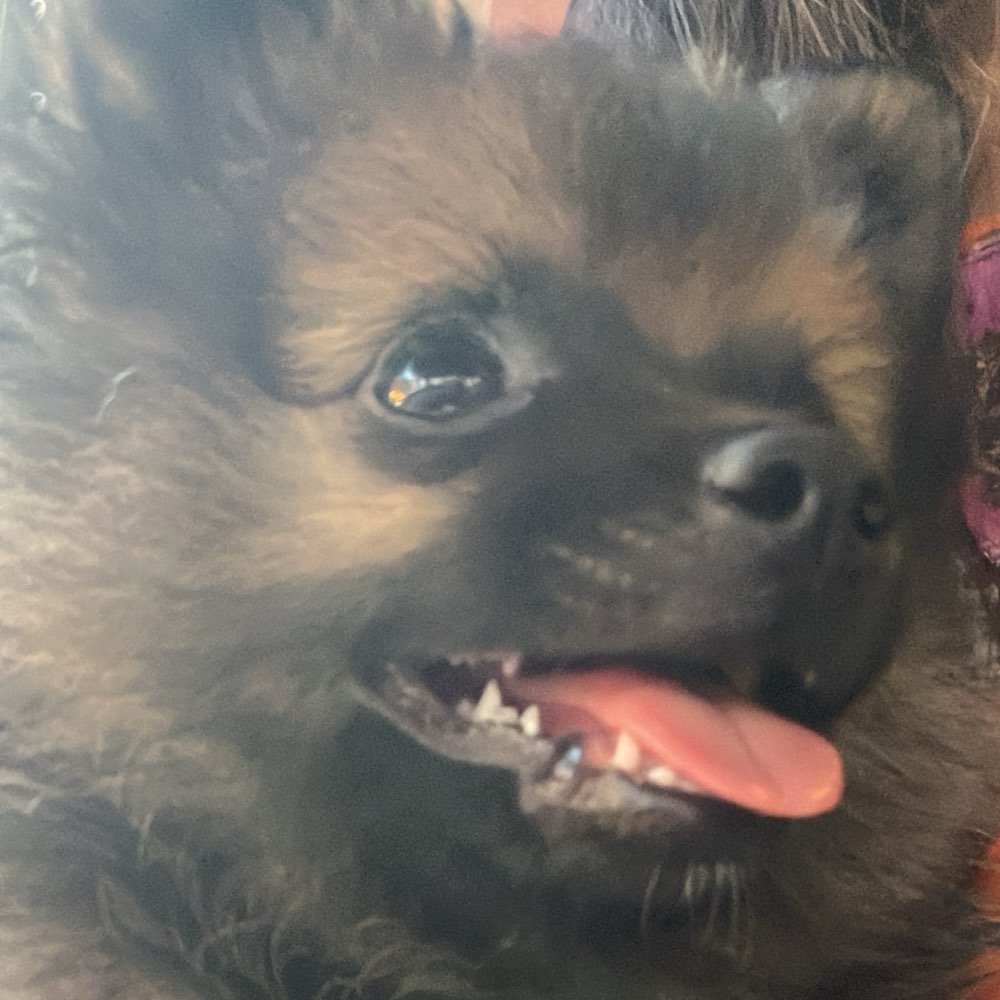 Hundetreffen-Gassi-Profilbild