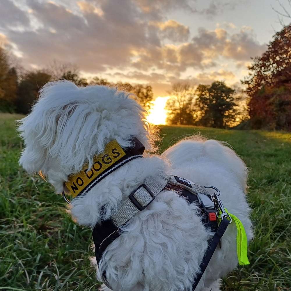 Hundetreffen-Socialwalk, Trainingsrunde-Profilbild