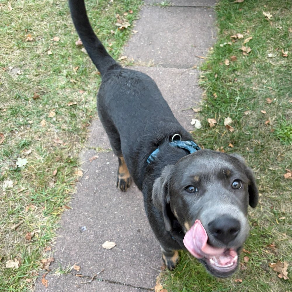 Hundetreffen-Spielpartner für unseren energiegeladenen Gnocchi gesucht 🐶-Profilbild