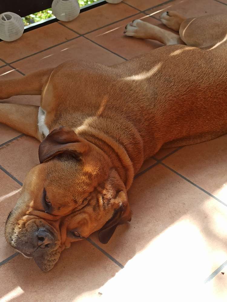 Hundetreffen-Kennenlernen, trainieren, laufen gehen...-Profilbild