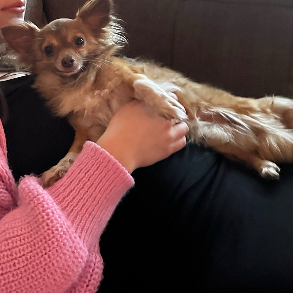 Hundetreffen-Chihuahua Freund gesucht-Profilbild