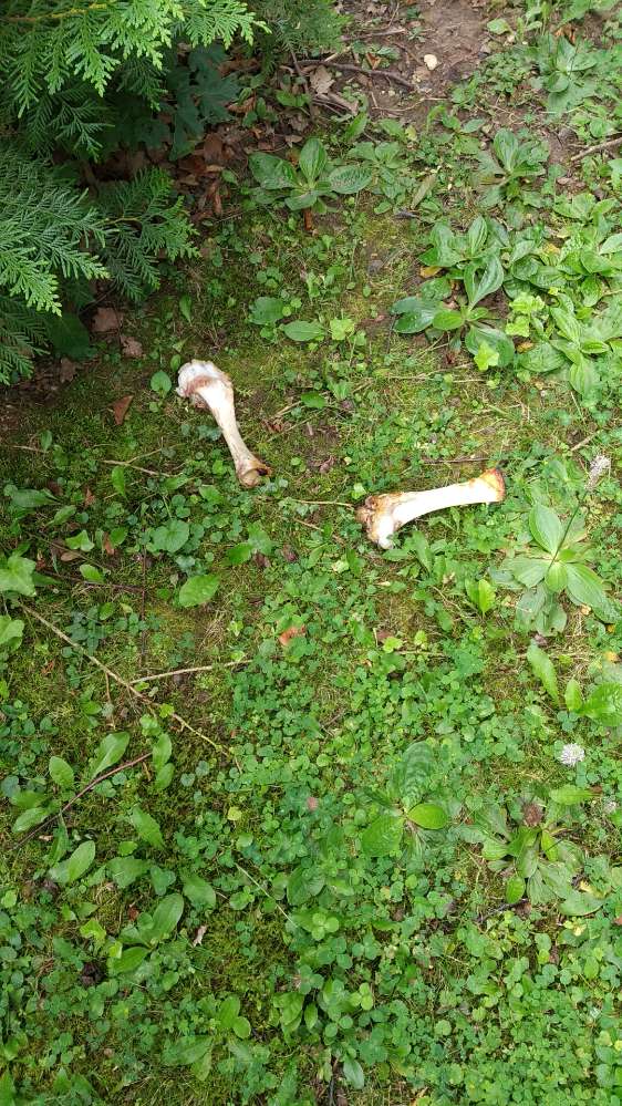 Giftköder-Ausgelegte Knochen-Profilbild