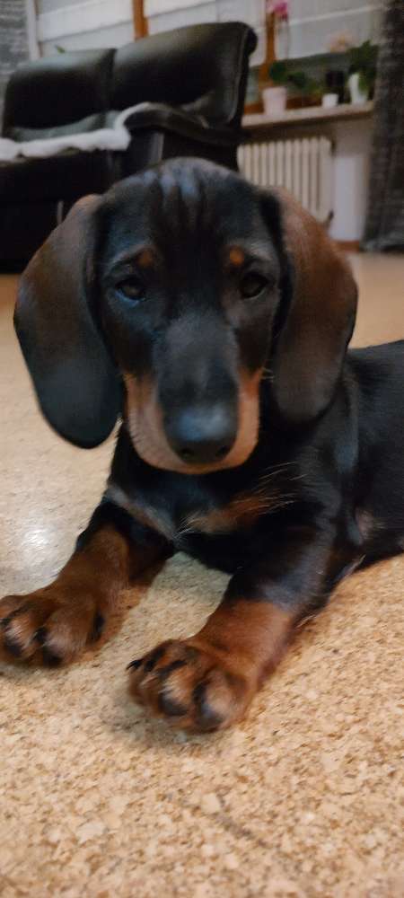 Hundetreffen-Welpentreffen-Profilbild