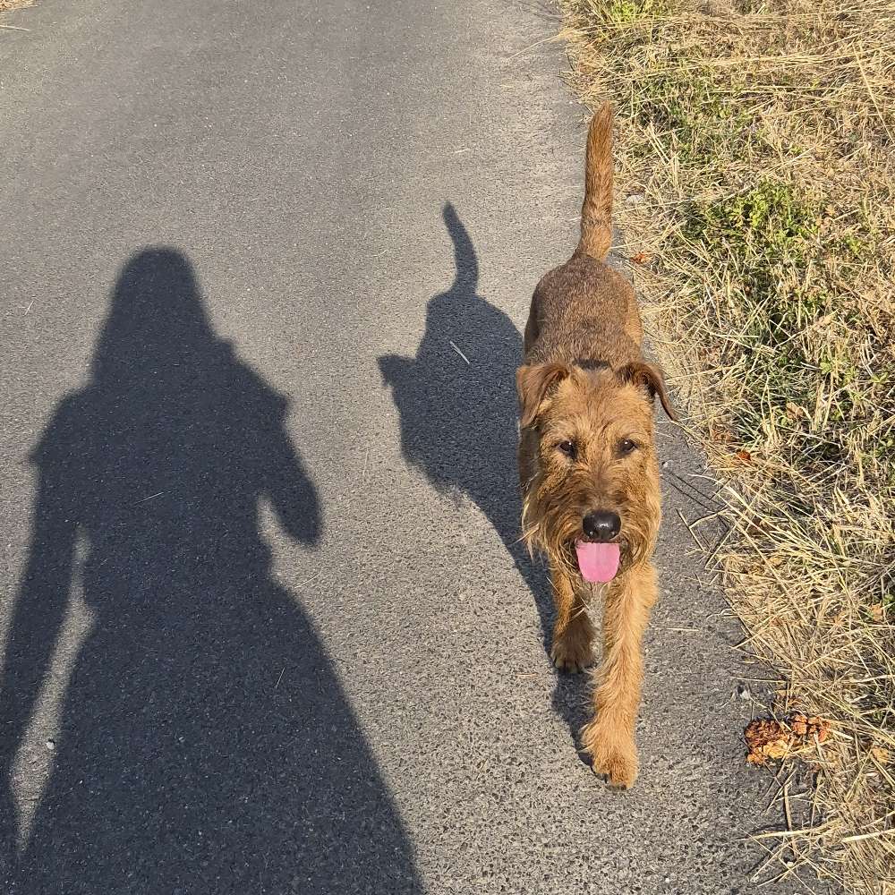 Hundetreffen-Hundefreundschaften gesucht-Profilbild