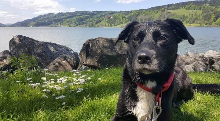 Hundetreffen-Suchen Kumpels in Estorf...-Profilbild