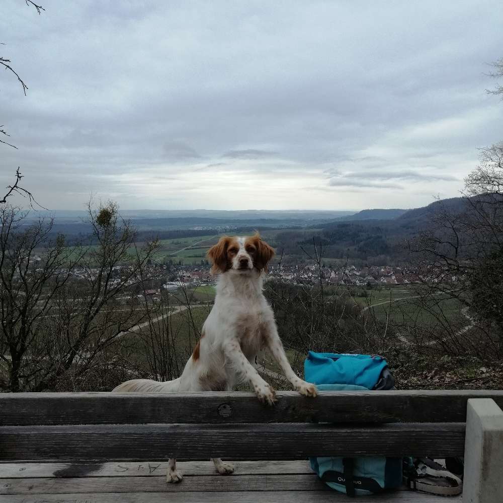 Hundetreffen-Gassirunden um Ludwigsburg-Profilbild