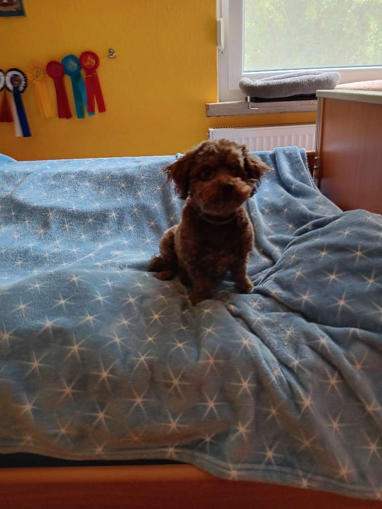 Hundetreffen-Ich möchte gerne jemanden zum Spazieren gehen kennenlernen.-Profilbild