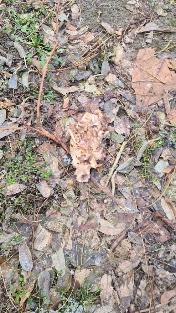 Giftköder-Fleisch auf der Wiese-Profilbild