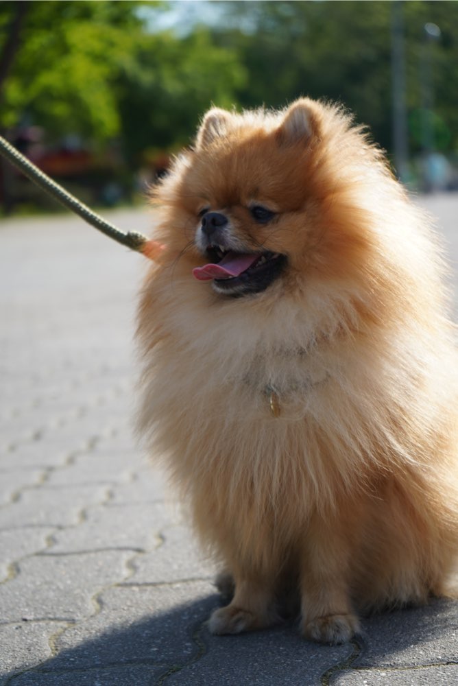 Hundetreffen-Play Date-Profilbild