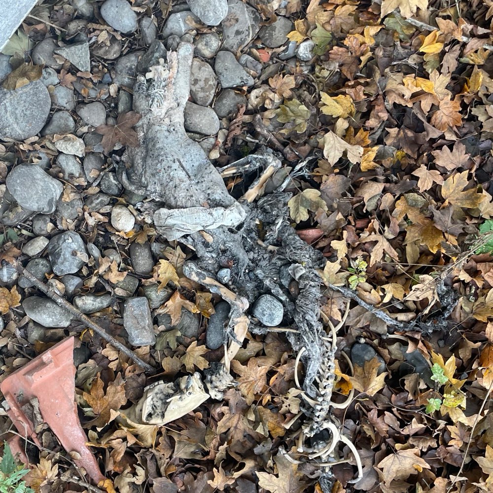 Giftköder-Tier Überreste-Profilbild