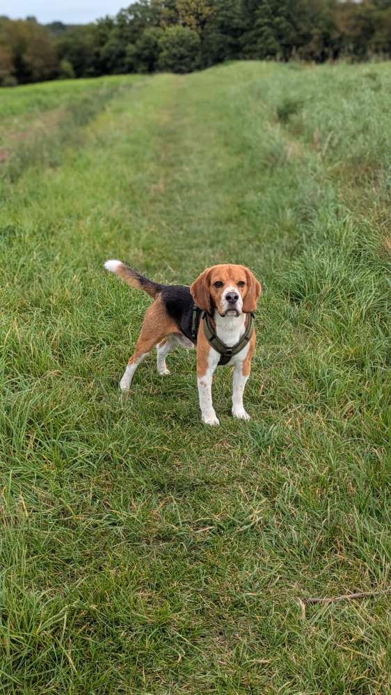 Hundetreffen-Gassirunde-Profilbild