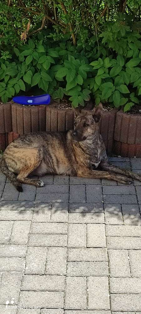 Hundetreffen-Toben an der dollau-Profilbild