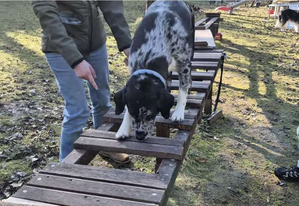 Hundetreffen-Ninja-Parcours in Inning, Treffpunkt auf Anfrage-Profilbild