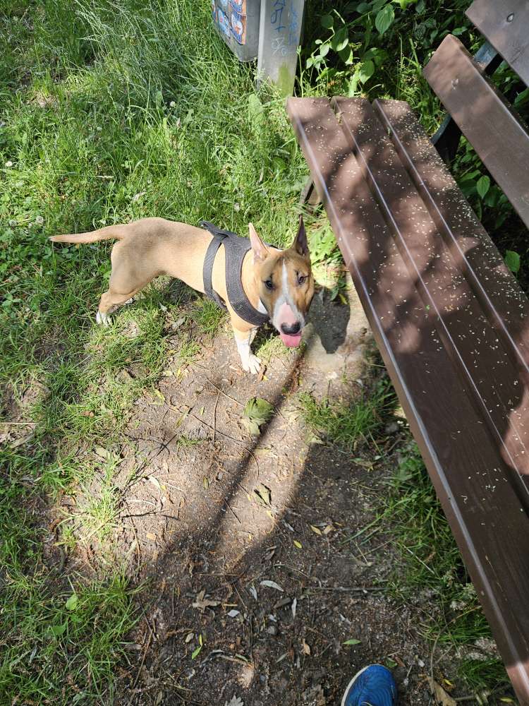 Hundetreffen-Suche Spielkamerad für meine Hündin in Sanitz-Profilbild