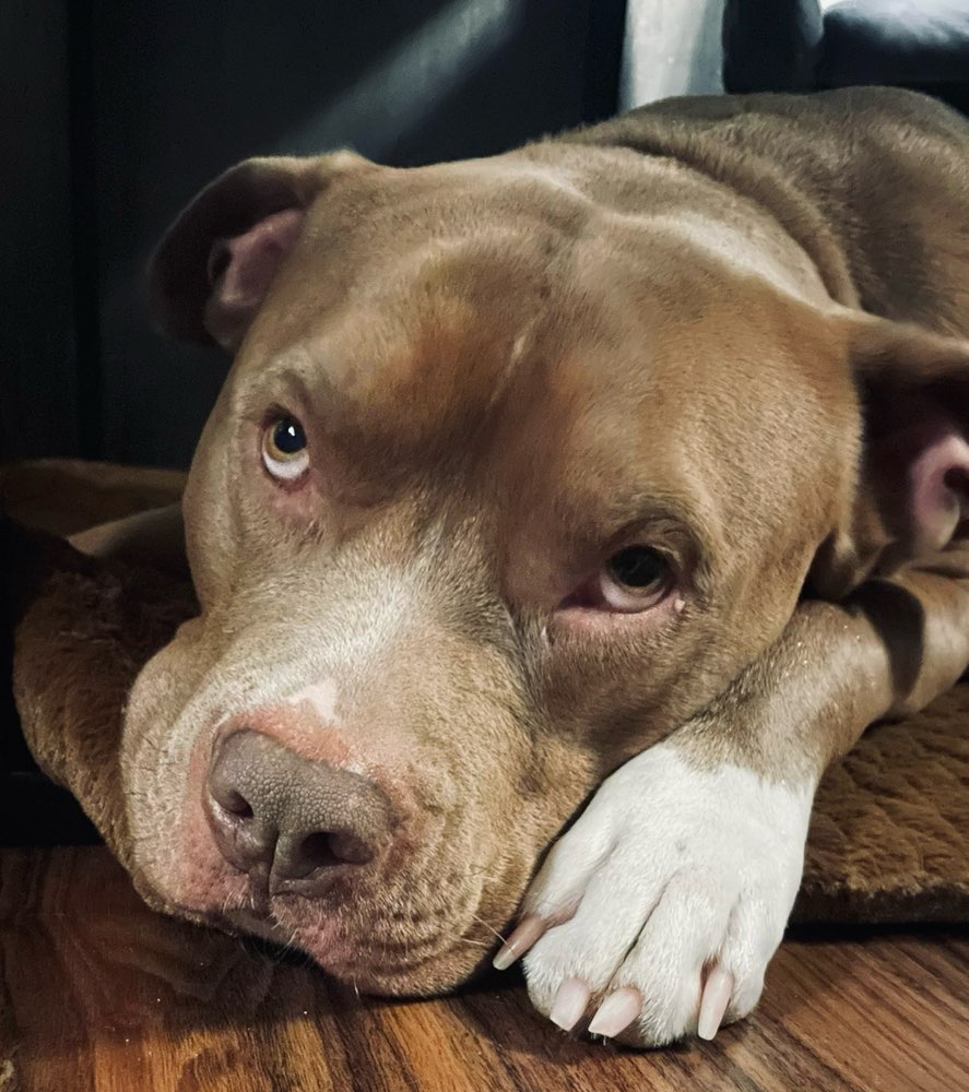 Hundetreffen-Zoolew & Me suche Freunde für Abenteuer-Profilbild