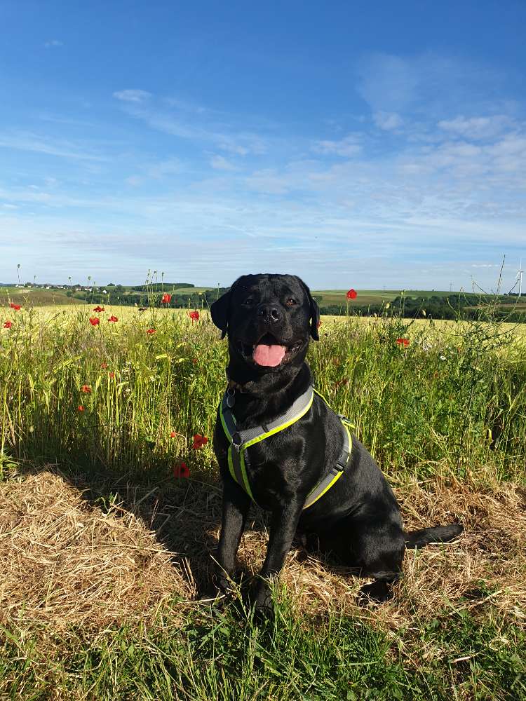 Hundetreffen-Gassi und Spielfreude gesucht!-Profilbild