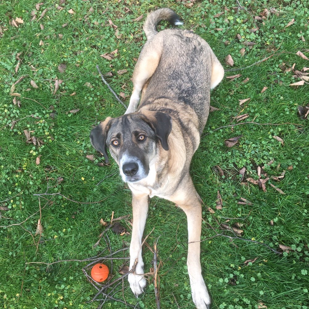 Hundetreffen-Gemeinsames Gassigehen-Profilbild