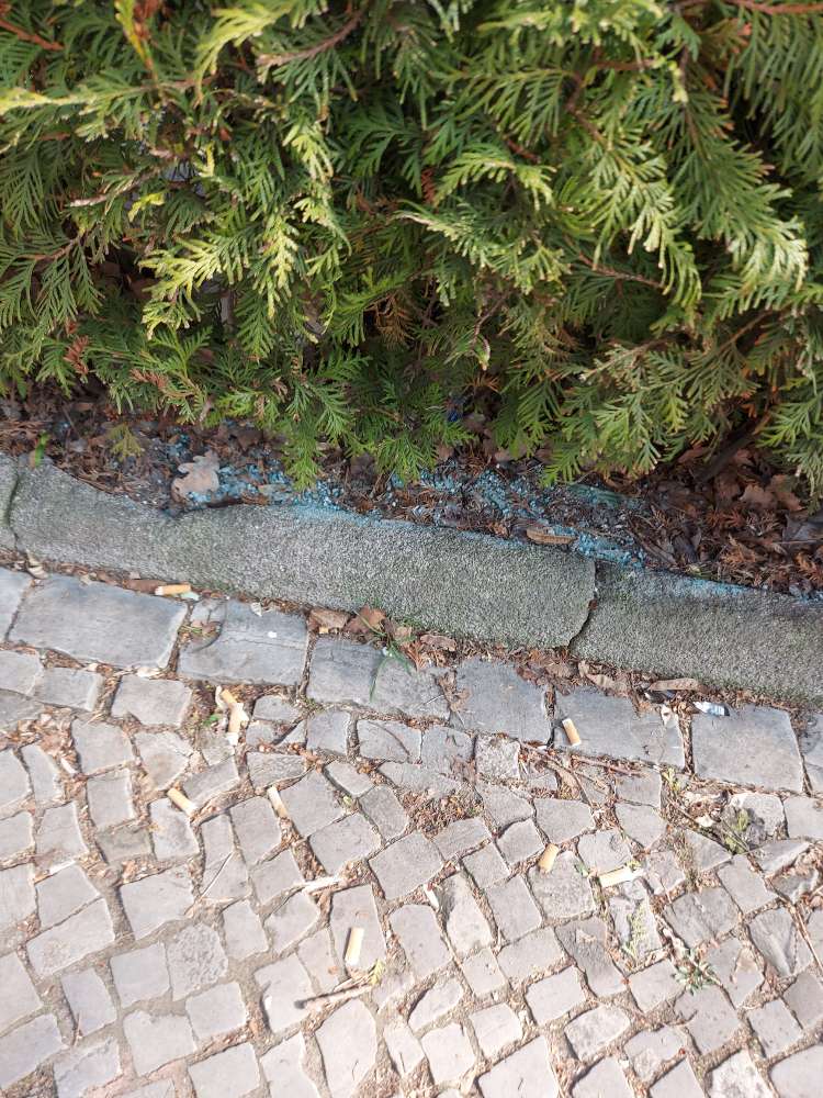 Giftköder-Blaukorn unter den Büschen um das Cafe-Profilbild