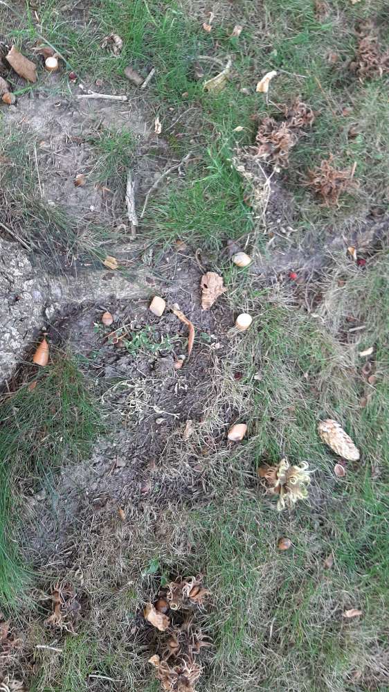 Giftköder-Kleine Stücke Würstchen-Profilbild