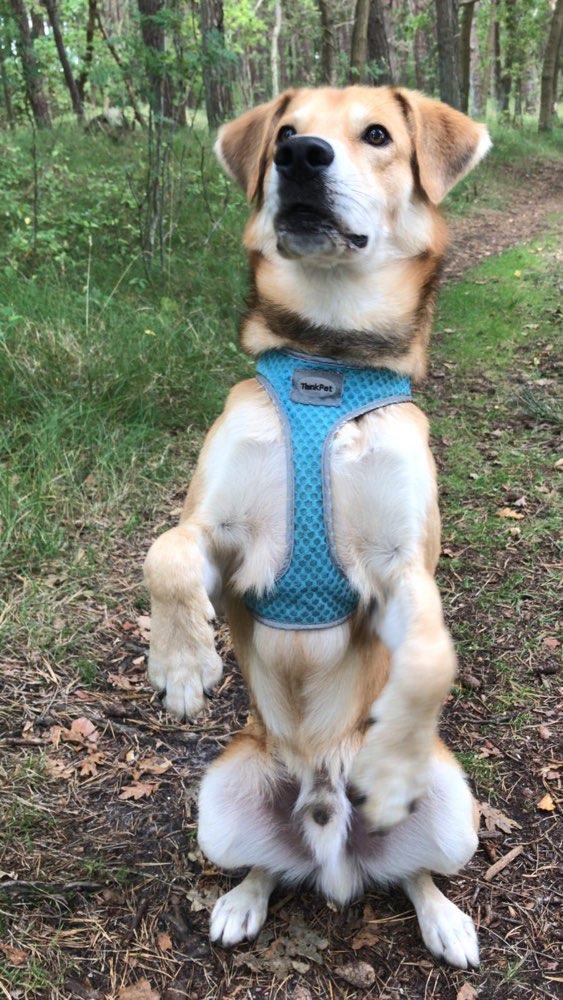 Hundetreffen-Social walk-Profilbild