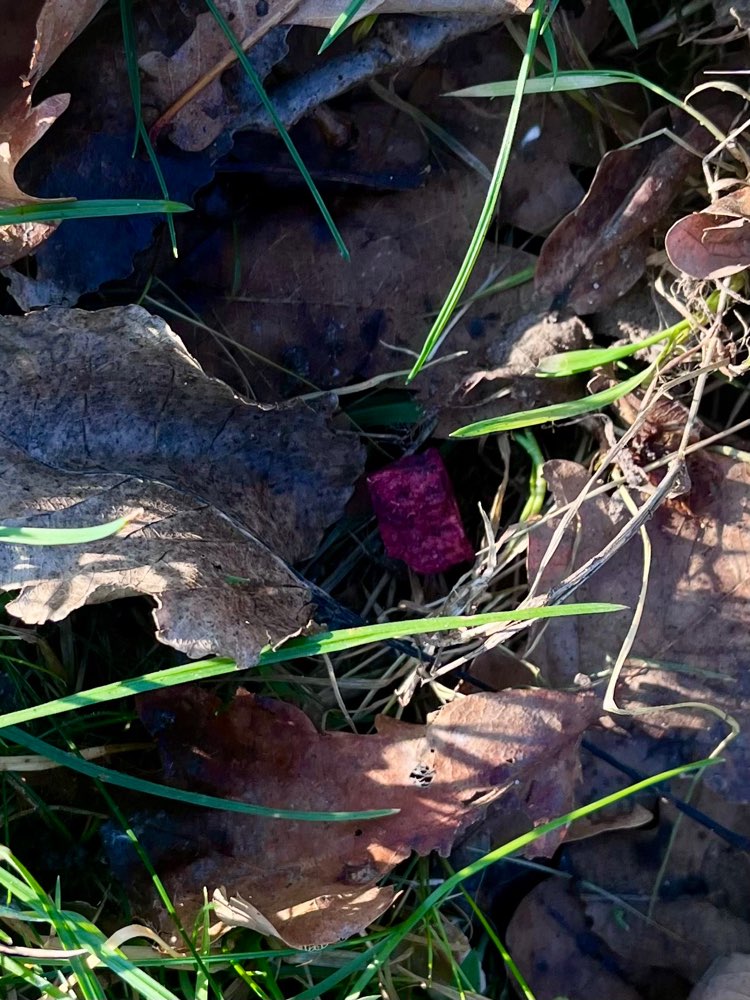 Giftköder-Wahrscheinlich Rattengift-Profilbild