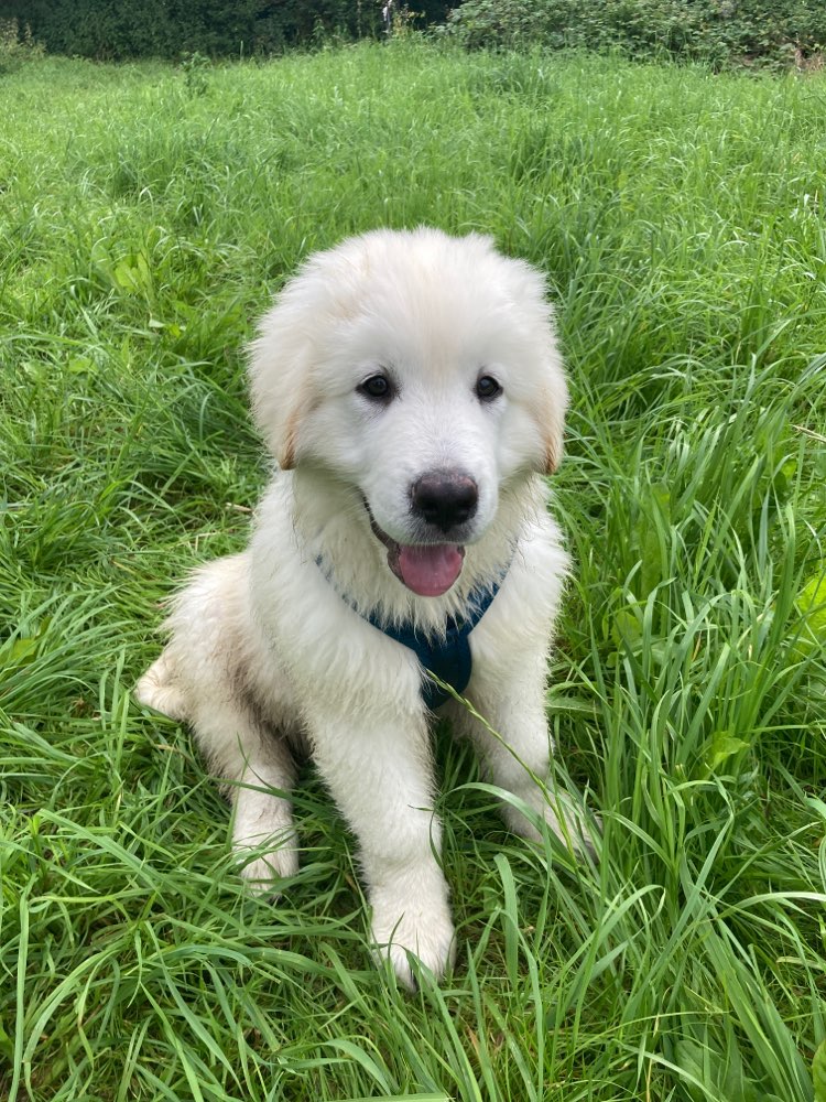 Hundetreffen-Welpentreff-Profilbild