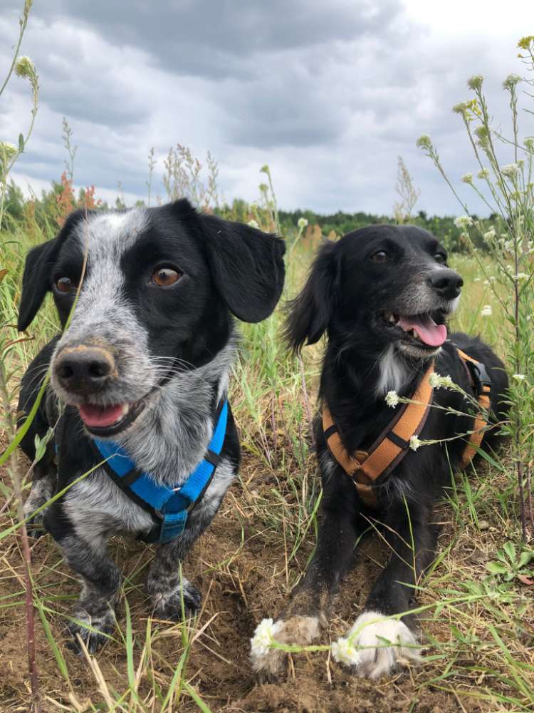 Hundetreffen-Wandern gehen auf den Feldern zwischen Reinach und Aesch-Profilbild