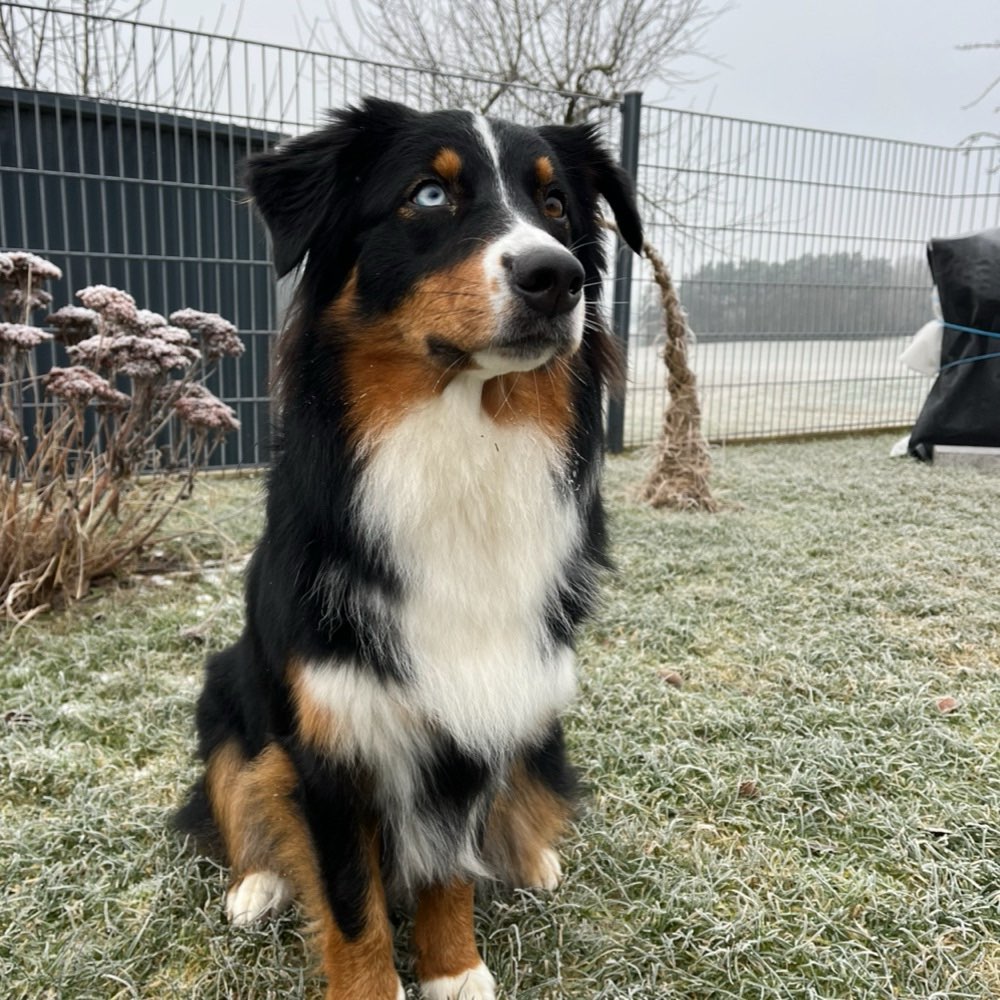 Hundetreffen-Entspannte Gassirunden/ Spielen/ kennenlernen-Profilbild