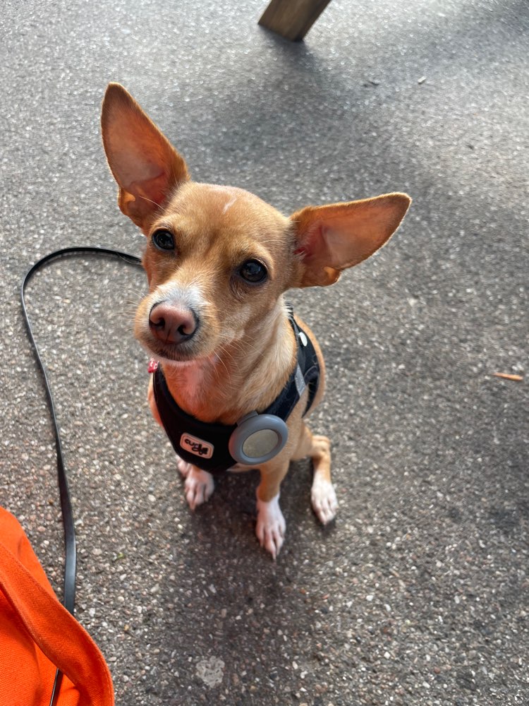 Hundetreffen-Suche kleine Spielpartner für Lumi-Profilbild