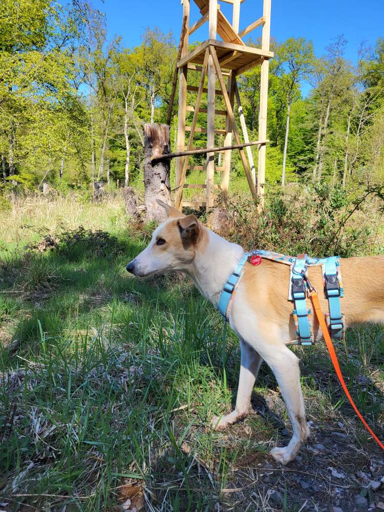 Hundetreffen-Social Walk-Profilbild