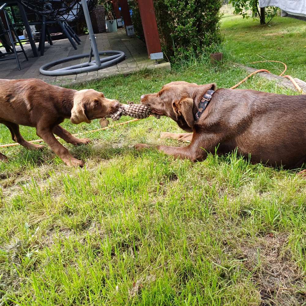 Hundetreffen-Welpen-Profilbild