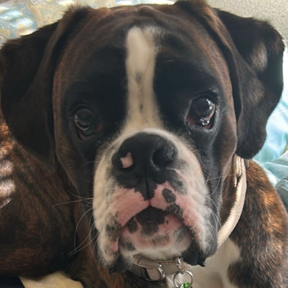 Hundetreffen-Hundefreund gesucht 🐶-Profilbild