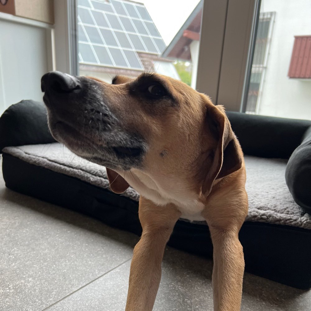 Hundetreffen-Gassikumpel gesucht-Profilbild