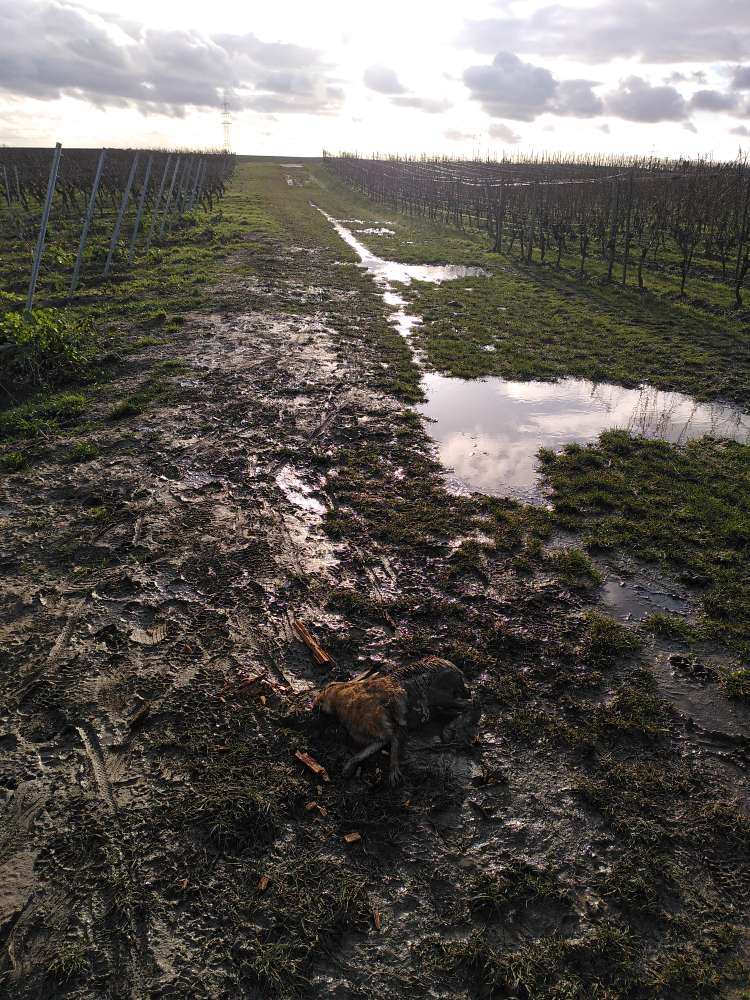 Giftköder-Totes Kaninchen auf der Höhe-Profilbild