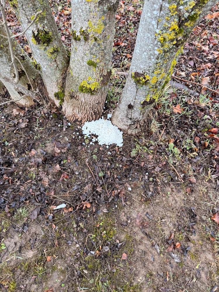 Giftköder-Eventuell Giftköder-Profilbild