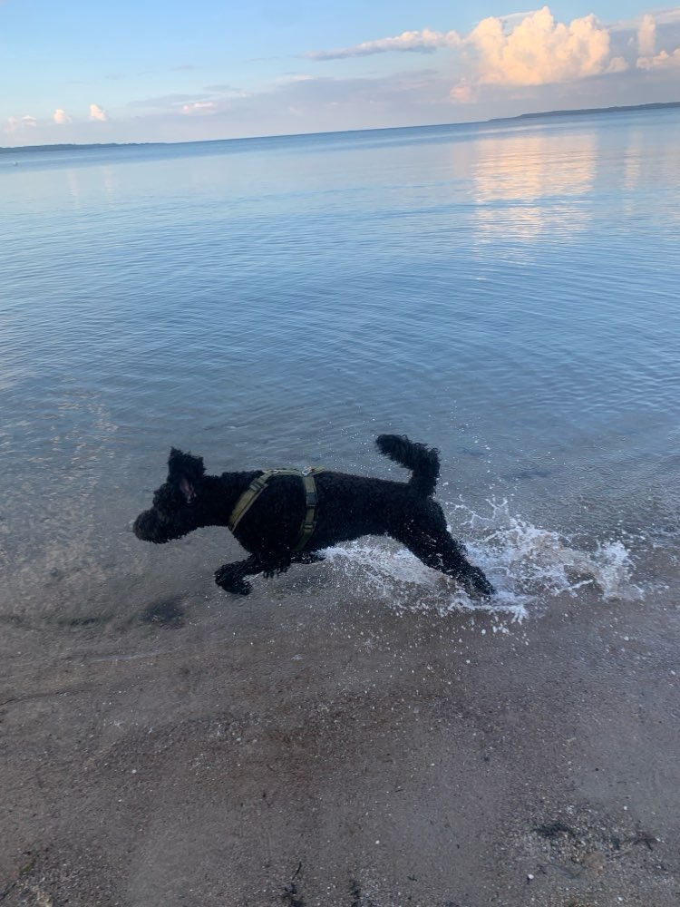 Hundetreffen-Bodhi sucht einen Spielkameraden und Trainingspartner-Profilbild