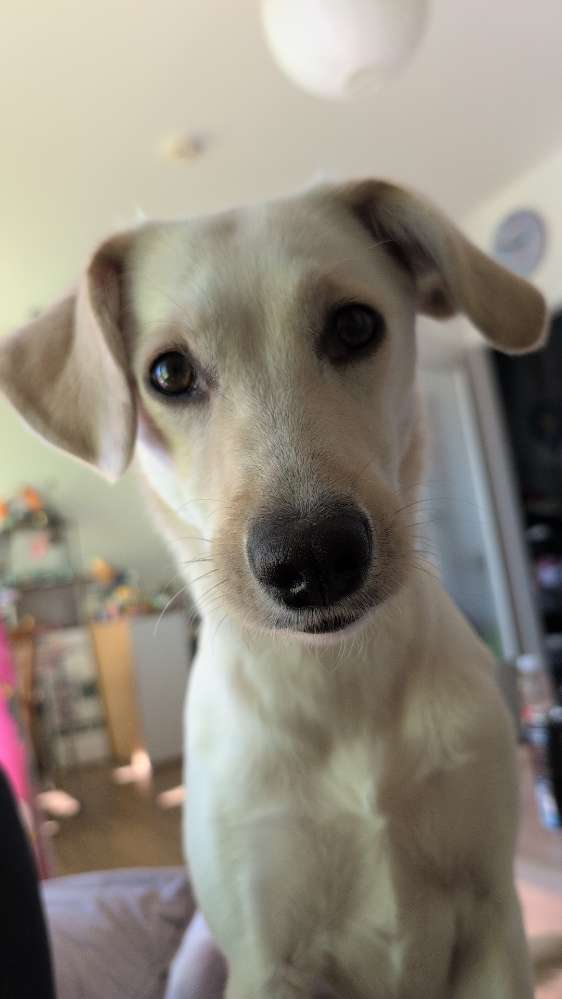 Hundetreffen-Gassi Runde an der Kiesgrube Leuben-Profilbild