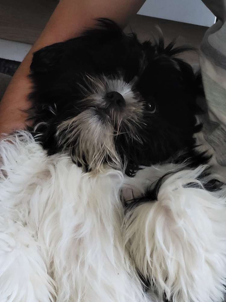 Hundetreffen-Spiel und Gassi - Kumpel gesucht-Profilbild