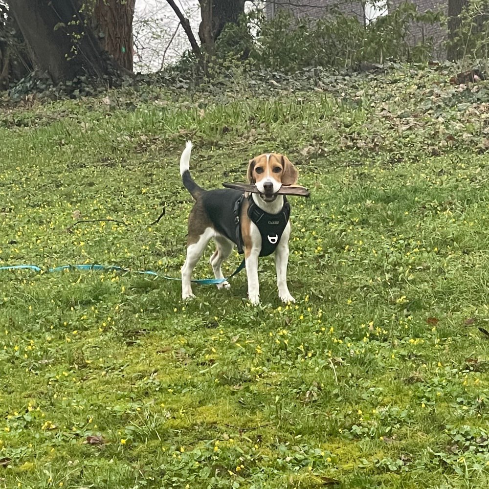 Hundetreffen-Spieltreffen in Bergedorf und Umgebung-Profilbild