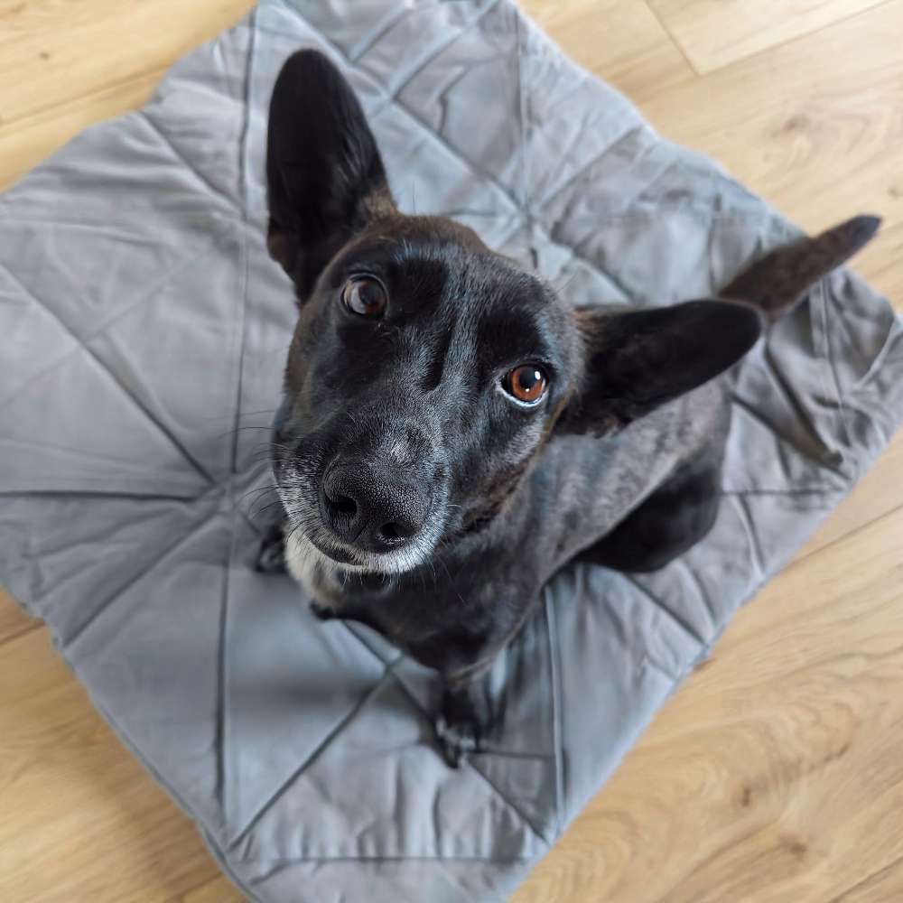 Hundetreffen-Gemeinsames Gassi gehen-Profilbild