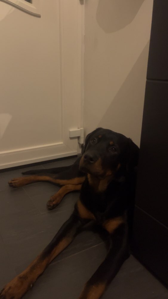 Hundetreffen-Kurt sucht einen Spielpartner/in-Profilbild