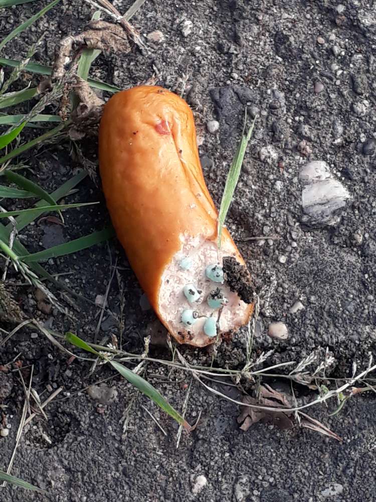 Giftköder-Giftköder-Profilbild