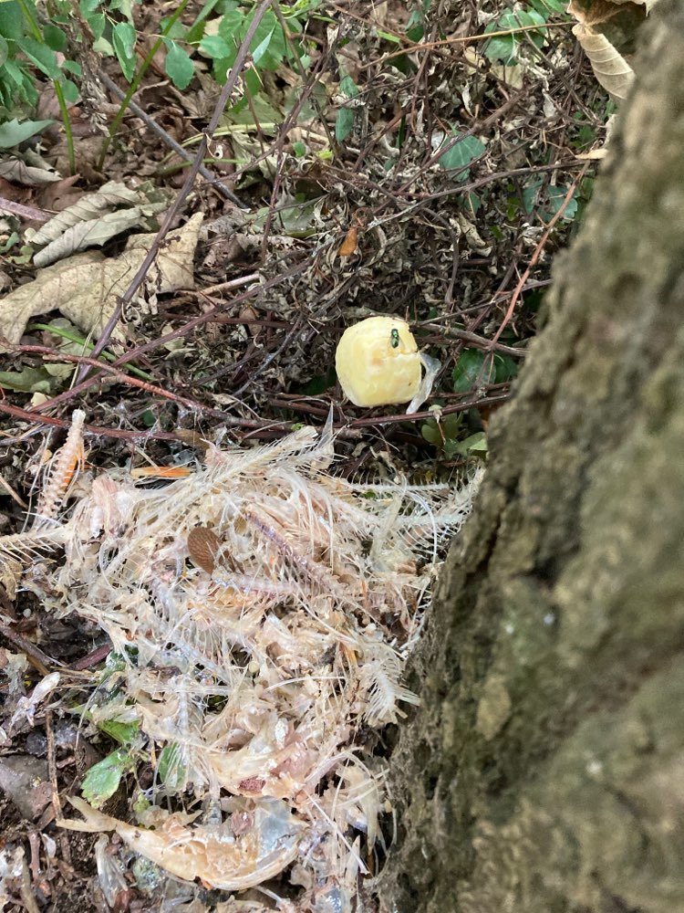 Giftköder-Fischabfälle- und Gräten-Profilbild