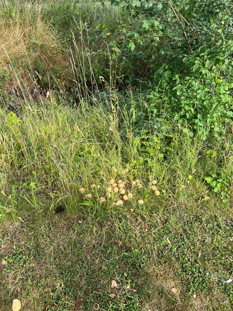 Giftköder-Kartoffeln/Knoblauch ausgelegt!-Profilbild