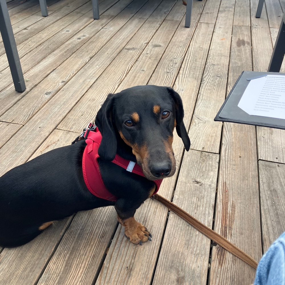 Hundetreffen-Junge Hunde-Profilbild