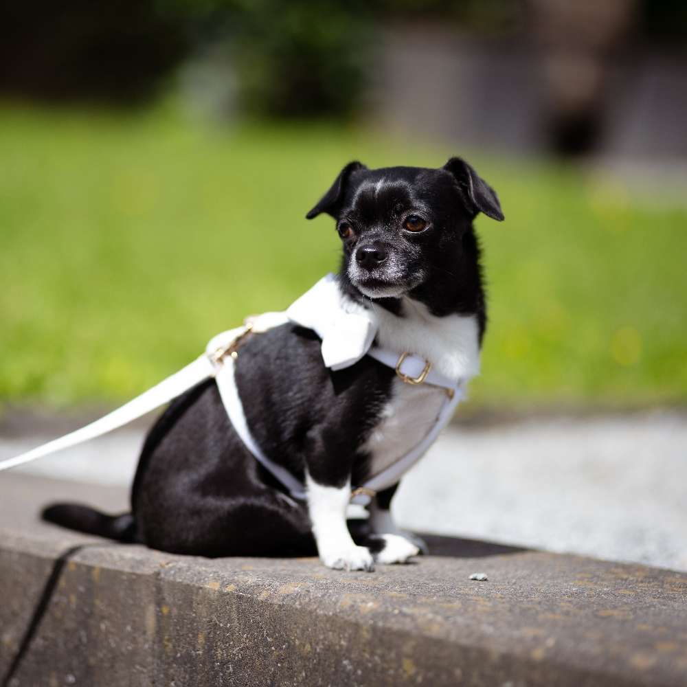 Hundetreffen-Kleiner Spielkamerad gesucht-Profilbild