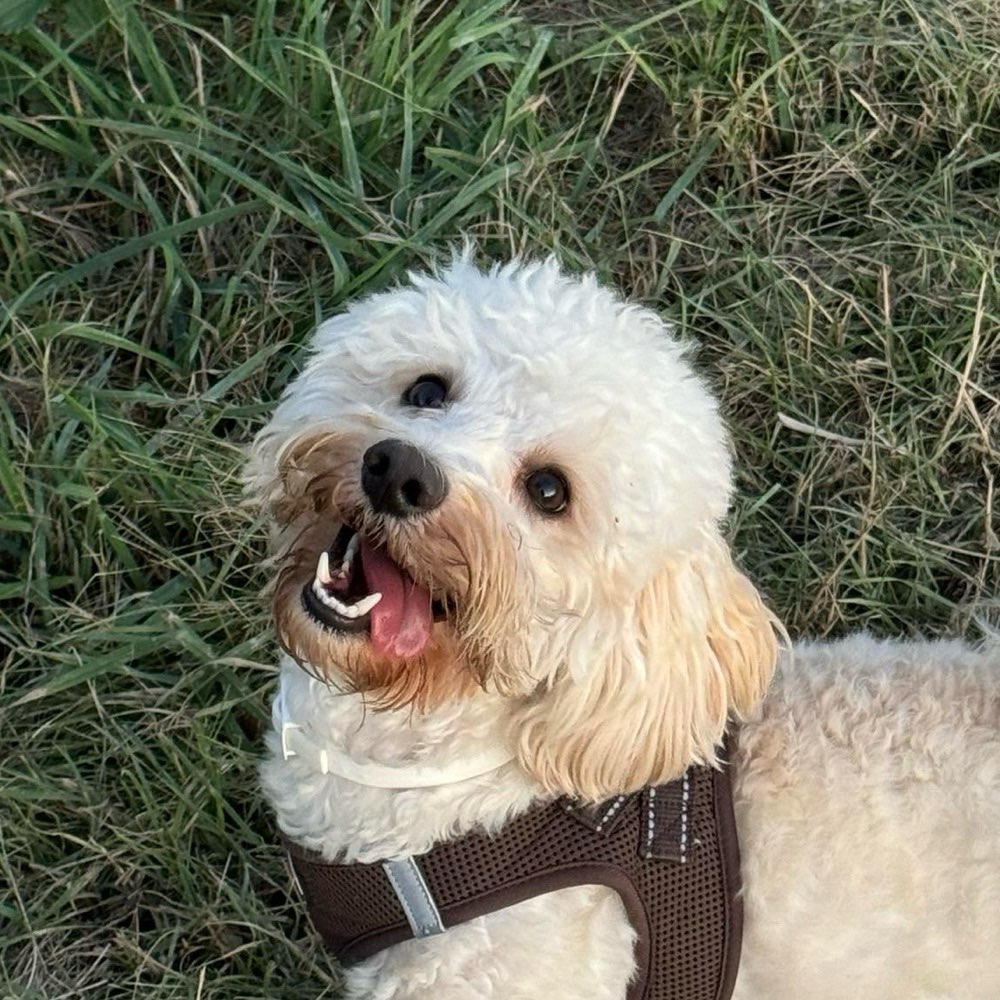 Hundetreffen-Gassigehen und spielen-Profilbild